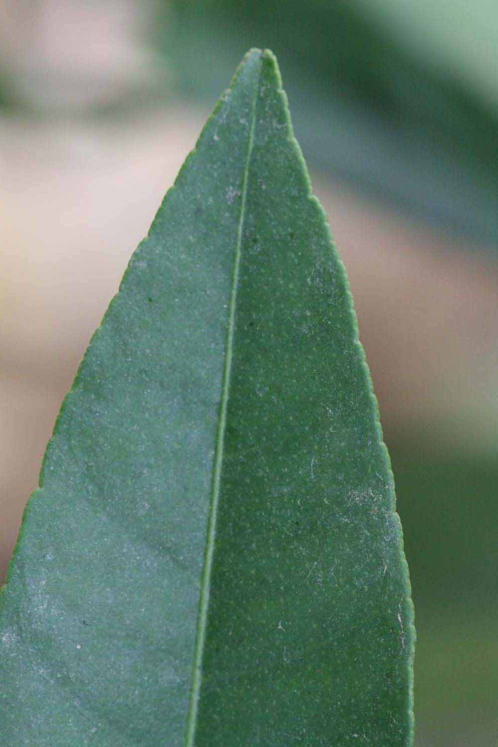              Margin (Riverside, CA)       